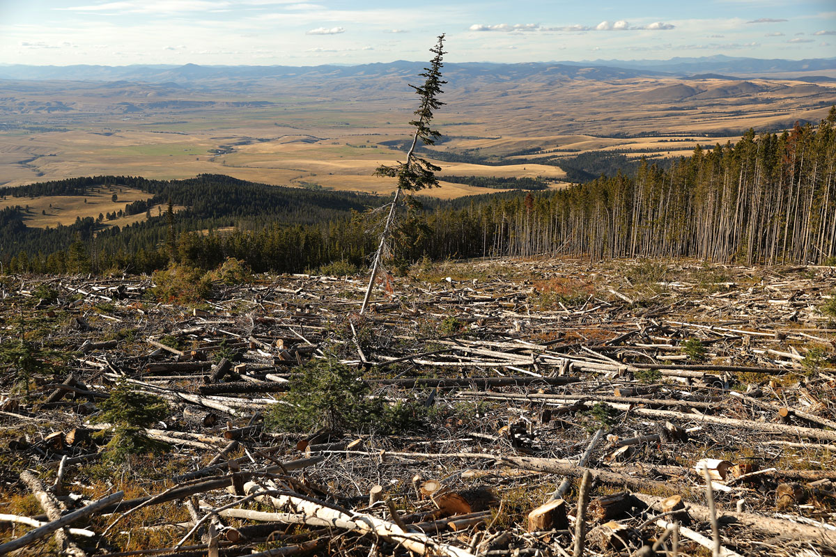 bosque Montana, fotografías, cambio climático