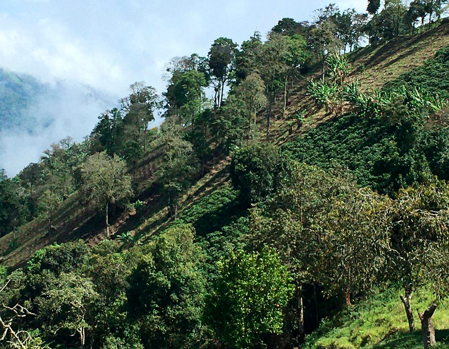 Irrúa, el café excelso de norte de caldas que usted debe probar Bosques de nogales