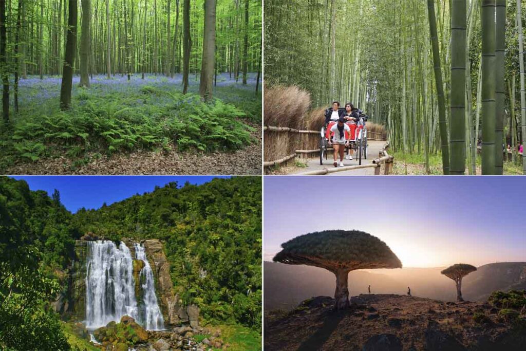 Estos son los ocho bosques más hermosos del planeta Bosques