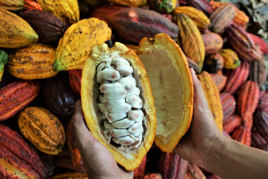 Cacao colombiano