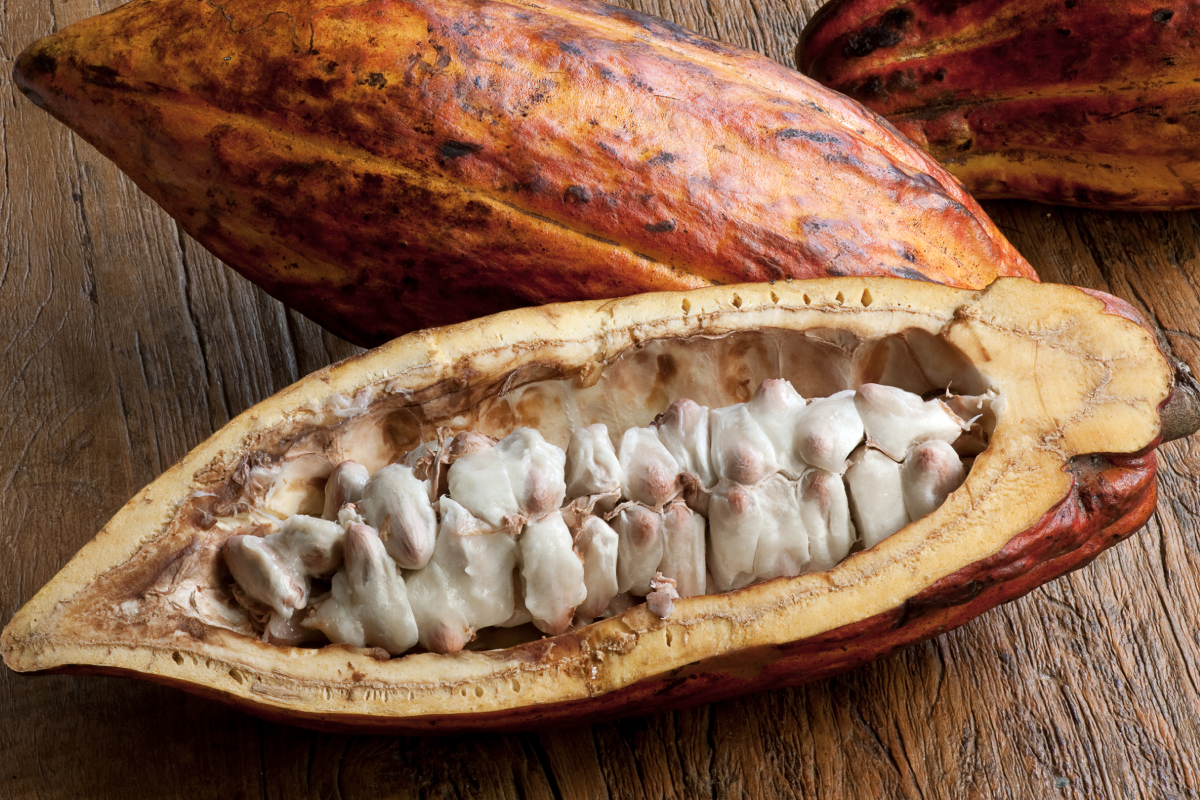Cacao producto