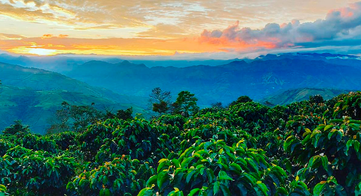 Irrúa, el café excelso de norte de caldas que usted debe probar Cafetales irrúa café