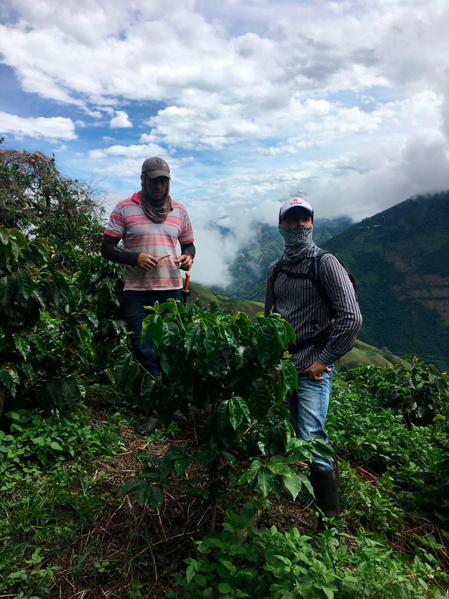 Irrúa, el café excelso de norte de caldas que usted debe probar Luis felipe escobar