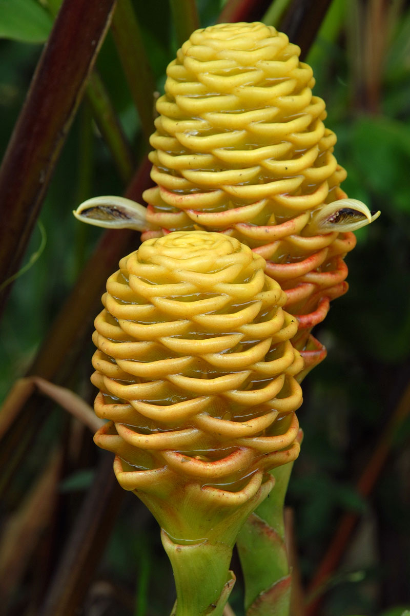 Galería: 10 flores y plantas colombianas para tener en casa Galería: 10 flores y plantas colombianas para tener en casa
