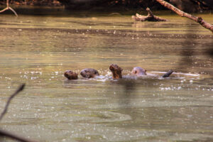 Casanare: 5 planes imperdibles para recorrer la infinita tierra plana