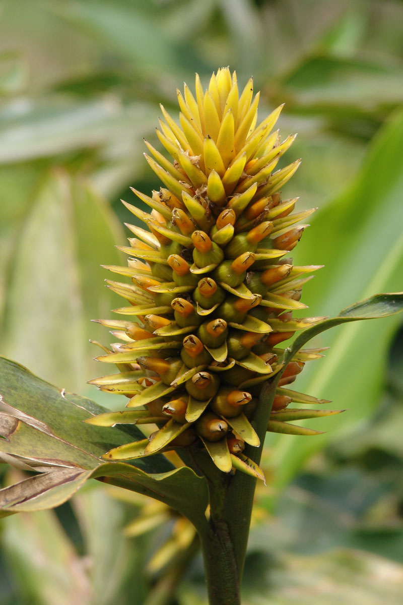 Galería: 10 flores y plantas colombianas para tener en casa Galería: 10 flores y plantas colombianas para tener en casa