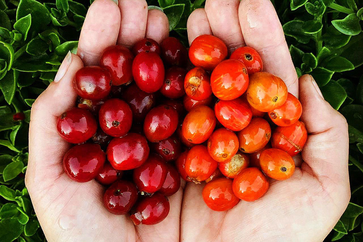 Café Mesa de los Santos