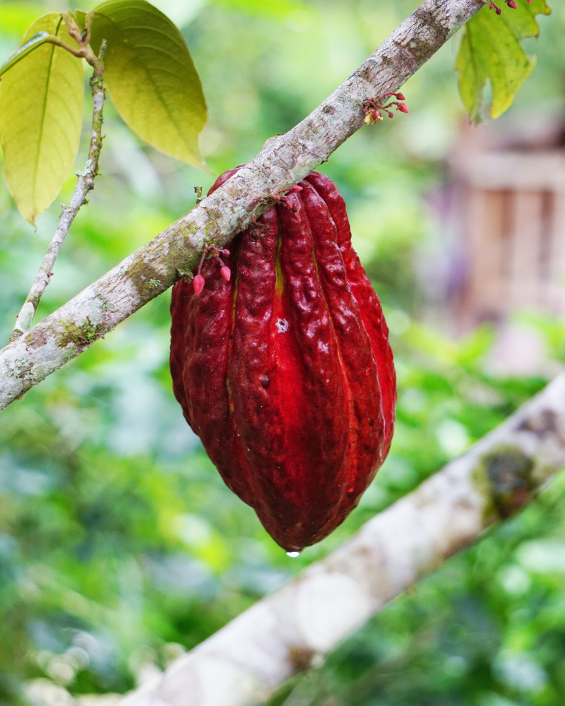 Descubra el nuevo chocolate rosado que llegó a colombia Cacao ruby