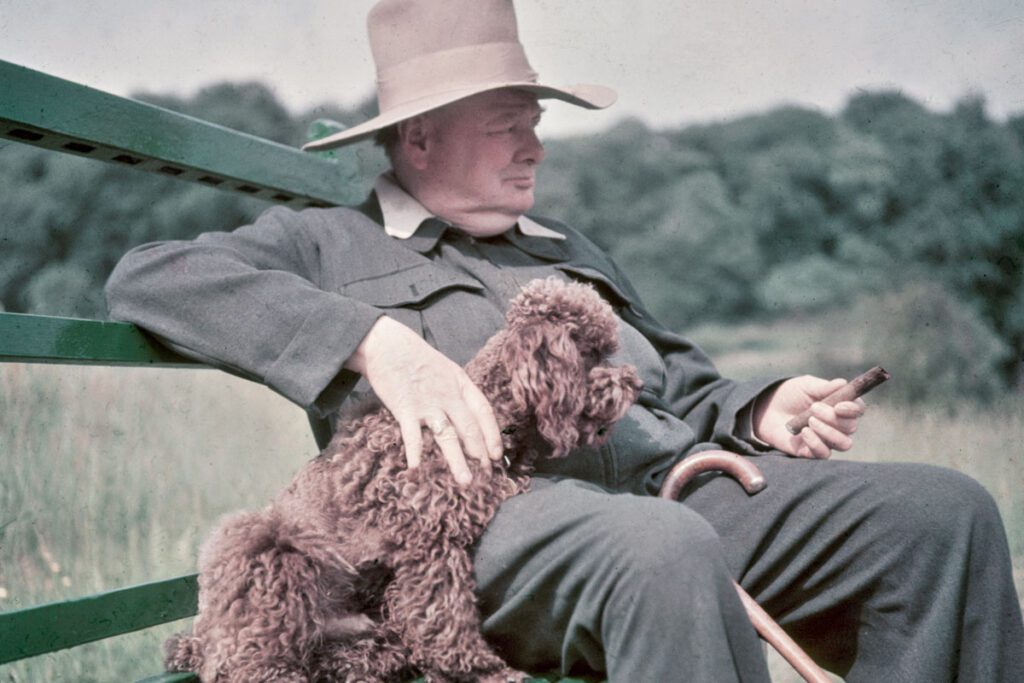 Perro_churchill_winston