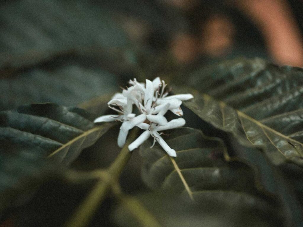 ¿qué hacer en silvania? Cinco planes para toda la familia Silvania