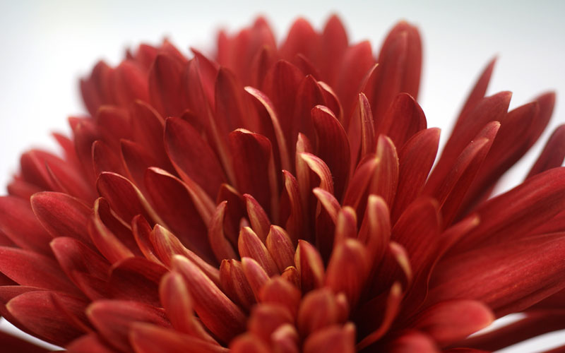 Galería: 10 flores y plantas colombianas para tener en casa Flores y plantas colombianas