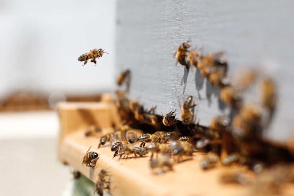 Las abejas se mudan a bogotá: los primeros apiarios urbanos profesionales Apiario