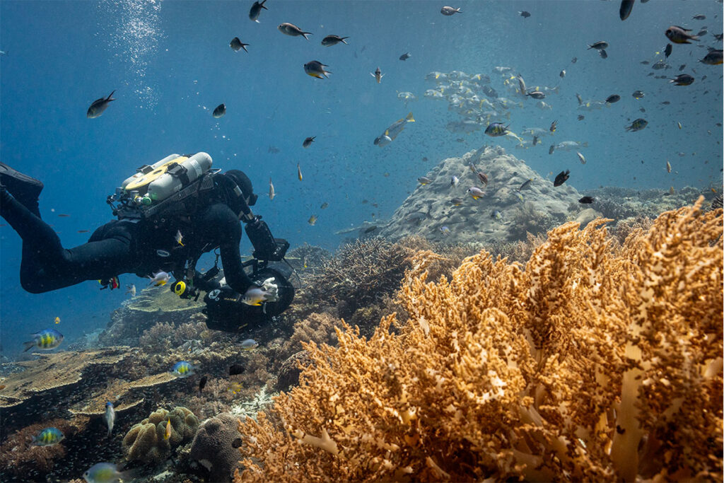 Océanos David Attenborough