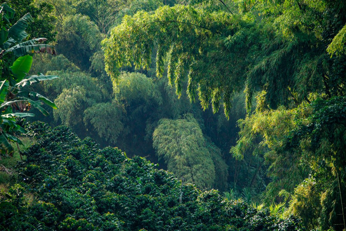 El prístino: un café colombiano con notas de chocolatina y naranja El prístino