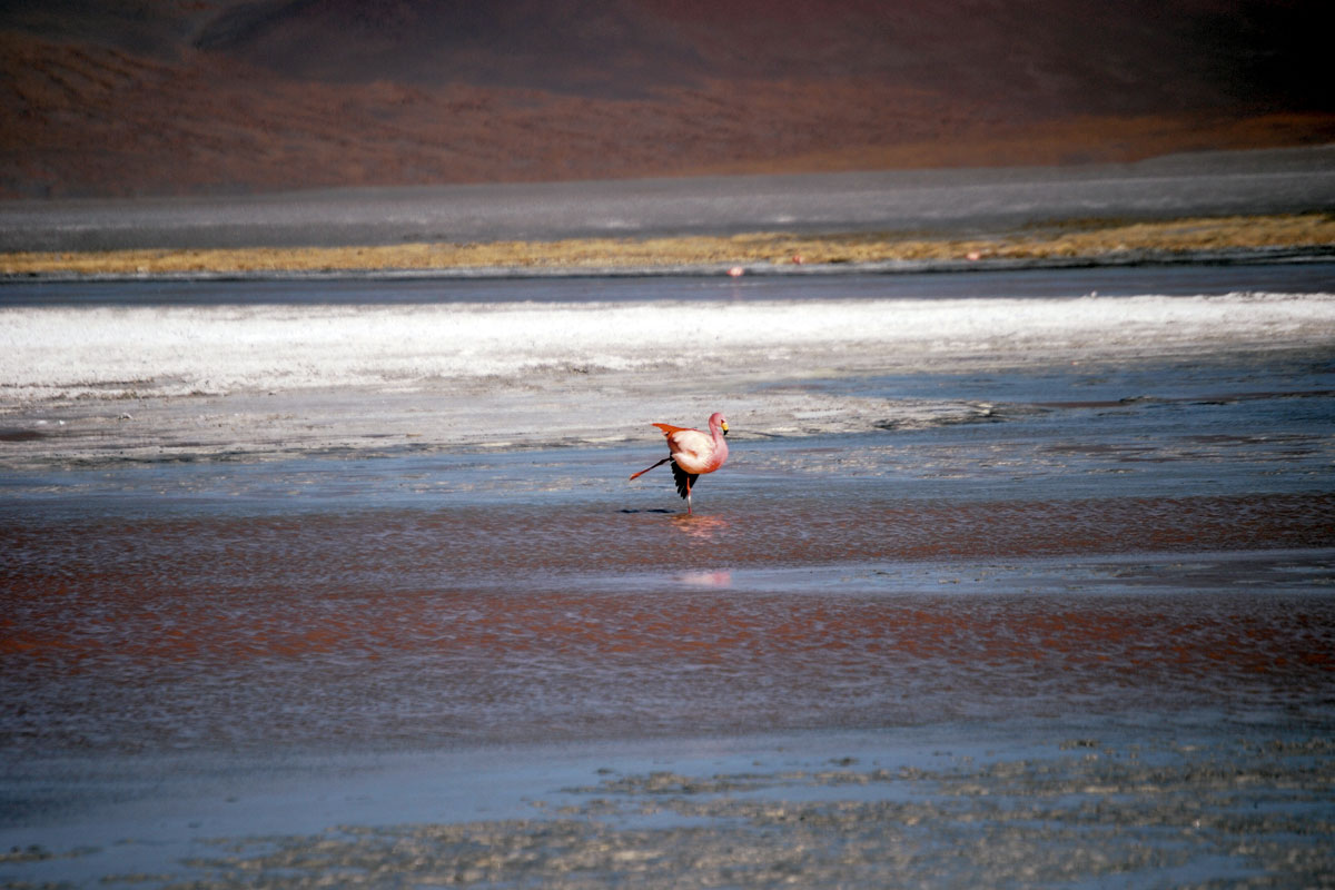Flamencos de uyuni