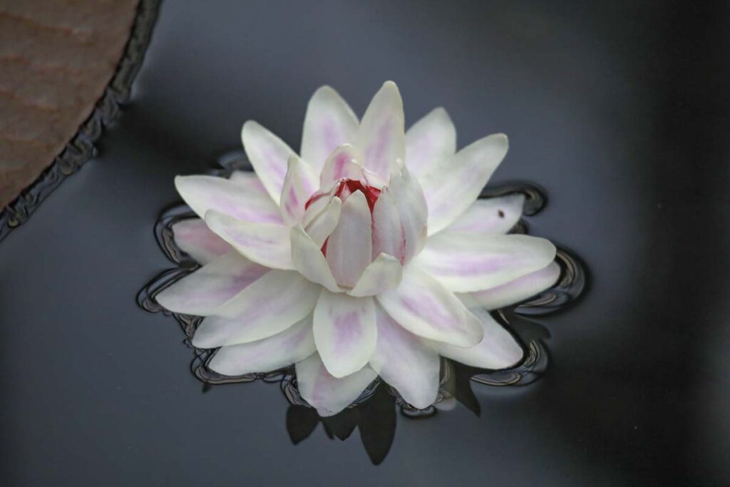 El tropicario más grande de sudamérica está en bogotá