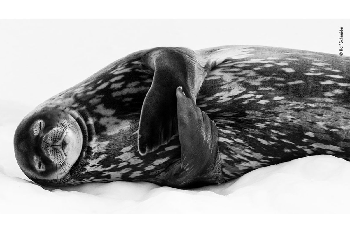 Estas son las fotografías finalistas del wildlife photographer of the year 2019 Estas son las fotografías finalistas del wildlife photographer of the year 2019