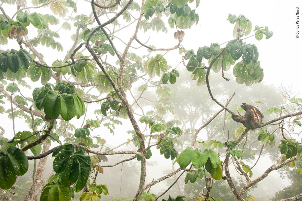 Estas son las fotografías finalistas del wildlife photographer of the year 2019 Estas son las fotografías finalistas del wildlife photographer of the year 2019