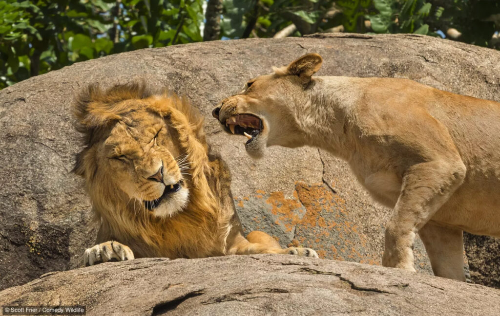fotografías más graciosas del mundo animal