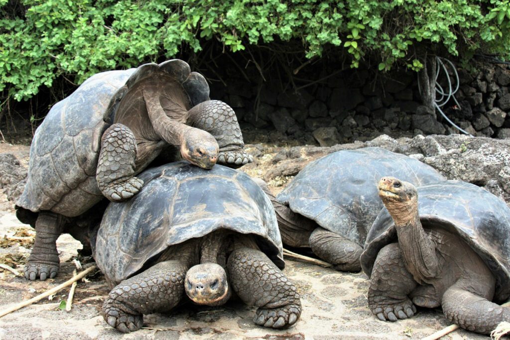 Isla galápagos