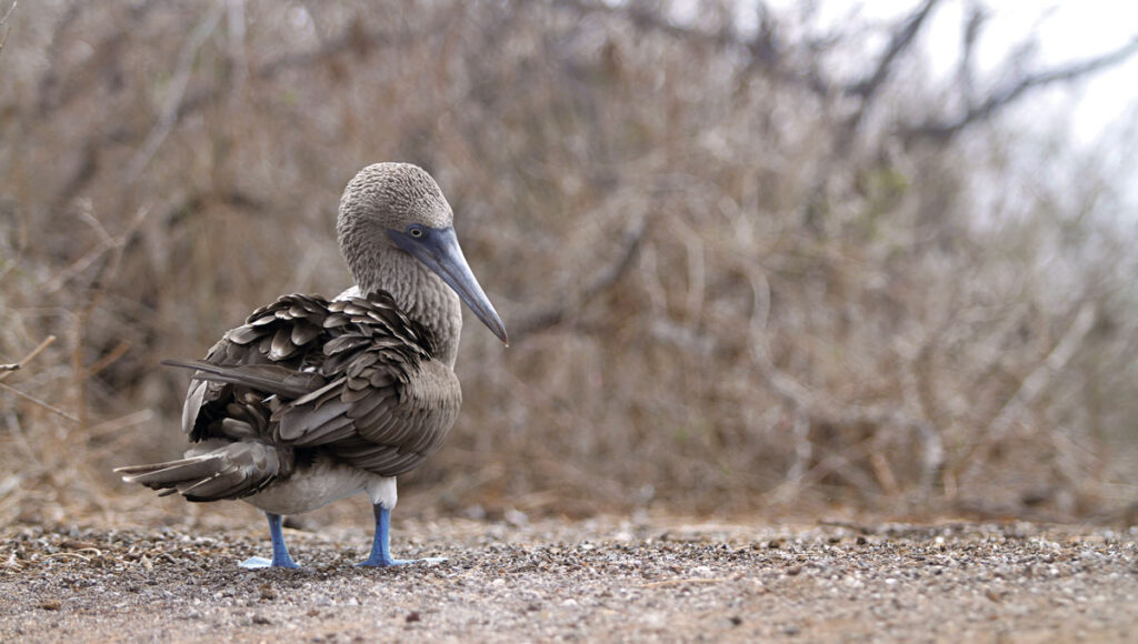 Aves en galápagos