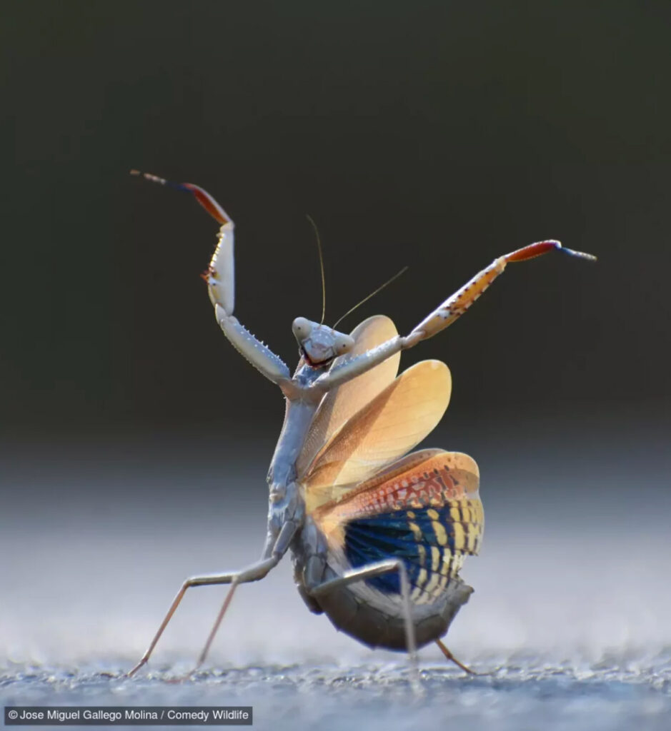 fotografías más graciosas del mundo animal