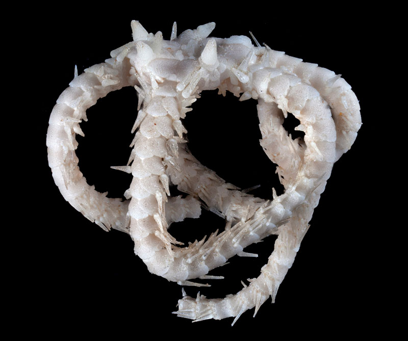 Sapo rojo. Foto: Victoria Museums / CSIRO