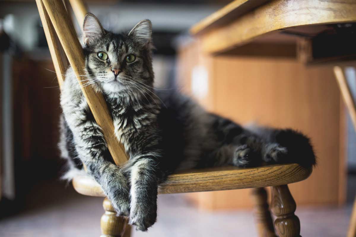 Día Internacional del Gato