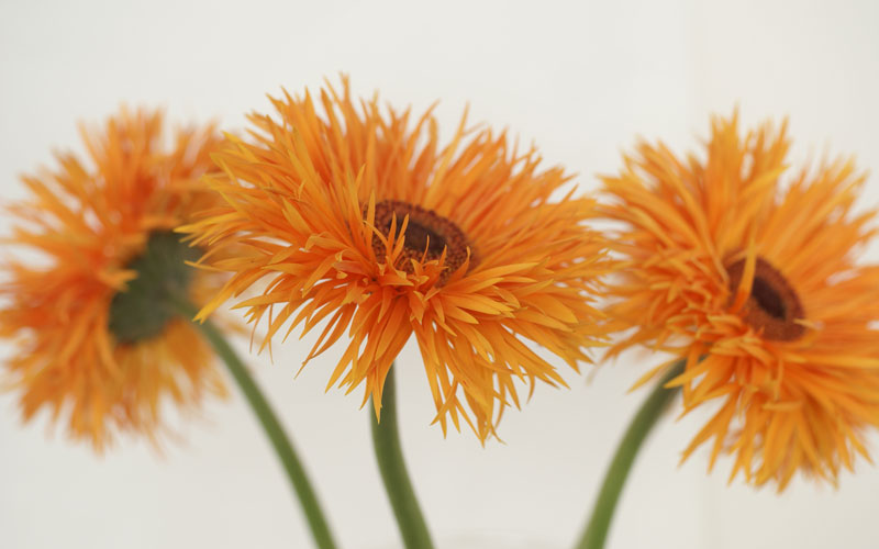 Galería: 10 flores y plantas colombianas para tener en casa Flores y plantas colombianas