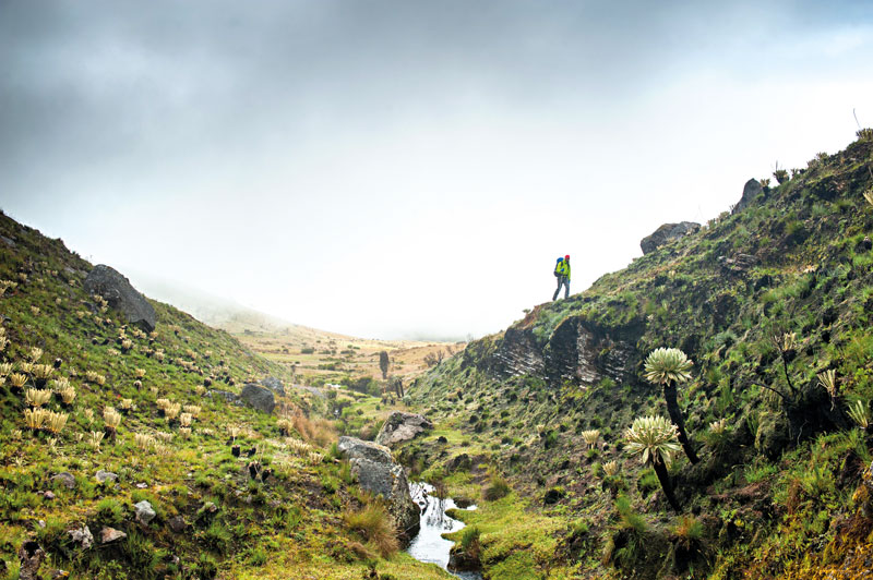 Gregg bleakney: el explorador de la creatividad en colombia Gregg bleakney: el explorador de la creatividad en colombia