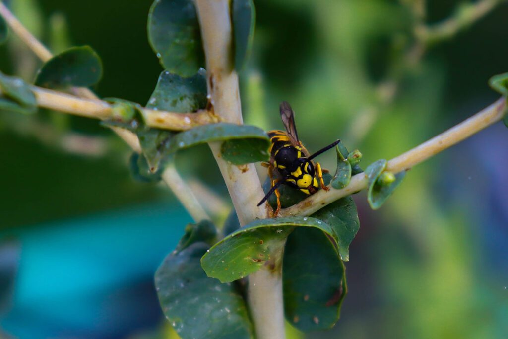 ¿cómo preparar insecticida amable con el medio ambiente? Insecticida
