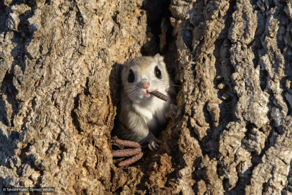 fotografías más graciosas del mundo animal
