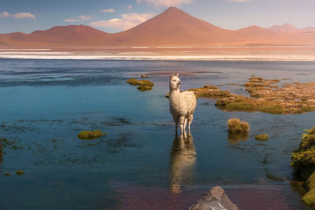 Cinco experiencias en la paz, bolivia