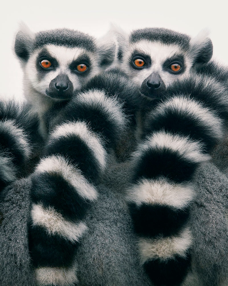 Especies en vía de extinción