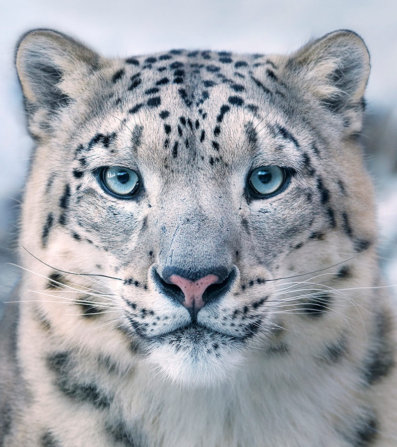 Especies en vía de extinción