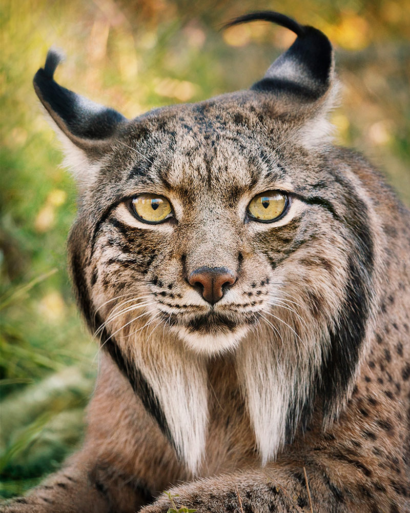 Especies en vía de extinción