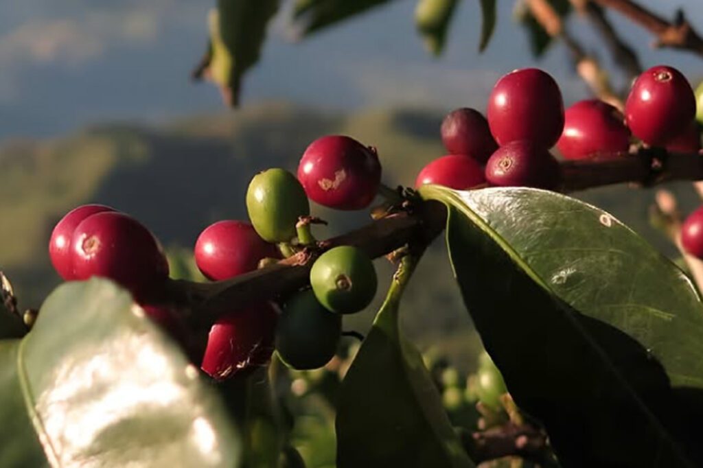 Lohas beans, café colombiano, barismo