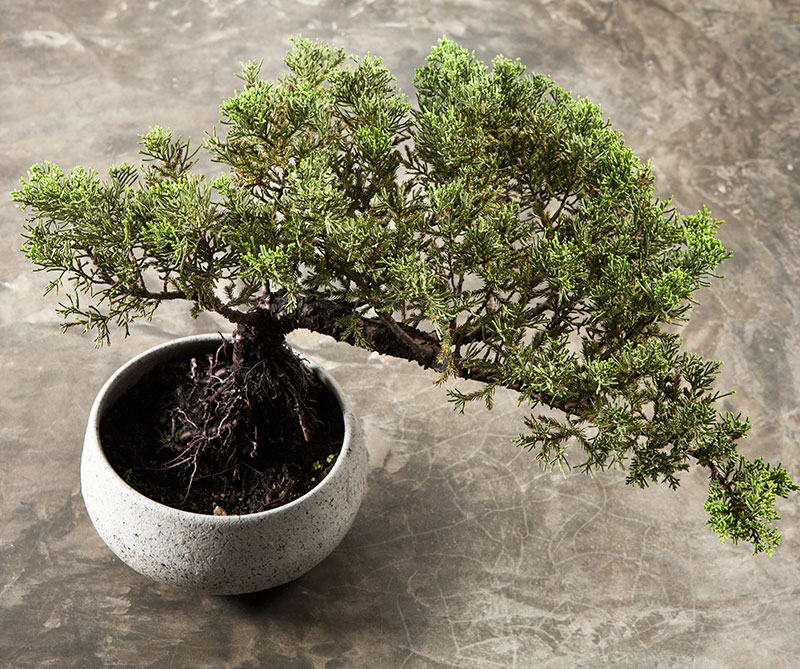 Luiscarlosreyes3_800x669