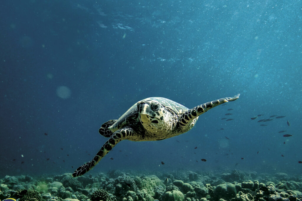 Maldivas: escápese a esta maravillosa constelación de islas Maldivas: escápese a esta maravillosa constelación de islas