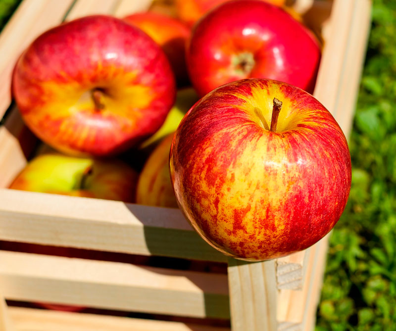 Cinco alimentos para mantenerse hidratado 1