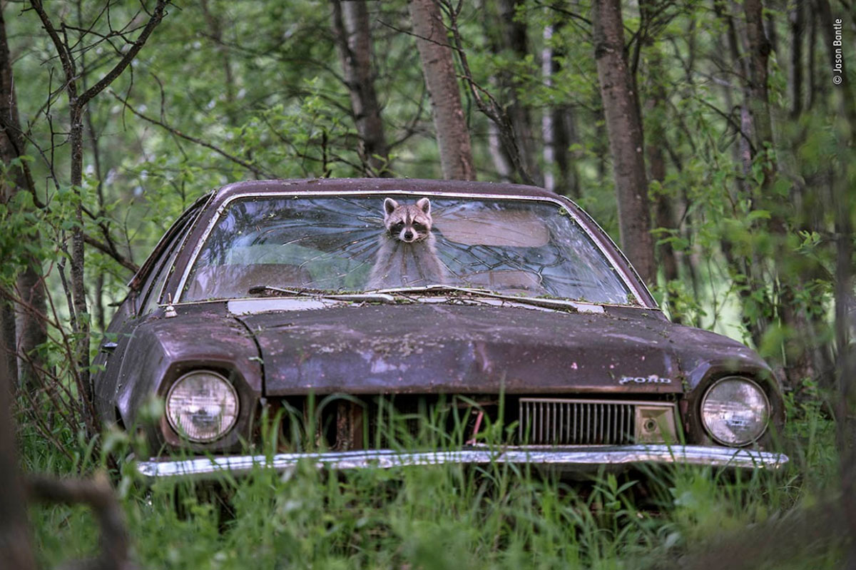 Estas son las fotografías finalistas del wildlife photographer of the year 2019 Estas son las fotografías finalistas del wildlife photographer of the year 2019