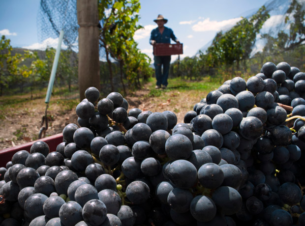 Viñedo de villa de leyva