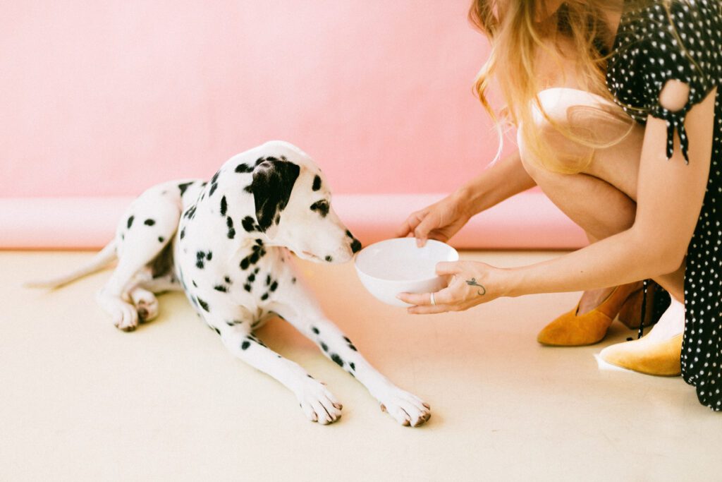 Alimentación casera, concentrados o comida cruda ¿cuál es la mejor comida para su mascota? Alimentación casera, concentrados o comida cruda ¿cuál es la mejor comida para su mascota?