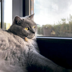 Mascotas en tiempos de pandemia