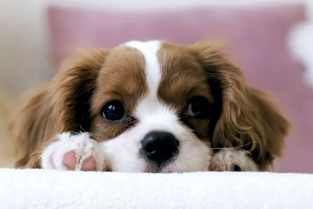 Mascotas en tiempos de pandemia, ¿cómo las ha afectado la coyuntura?