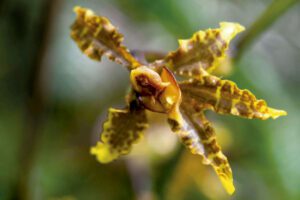 Merenberg, la saga familiar de la conservación ambiental