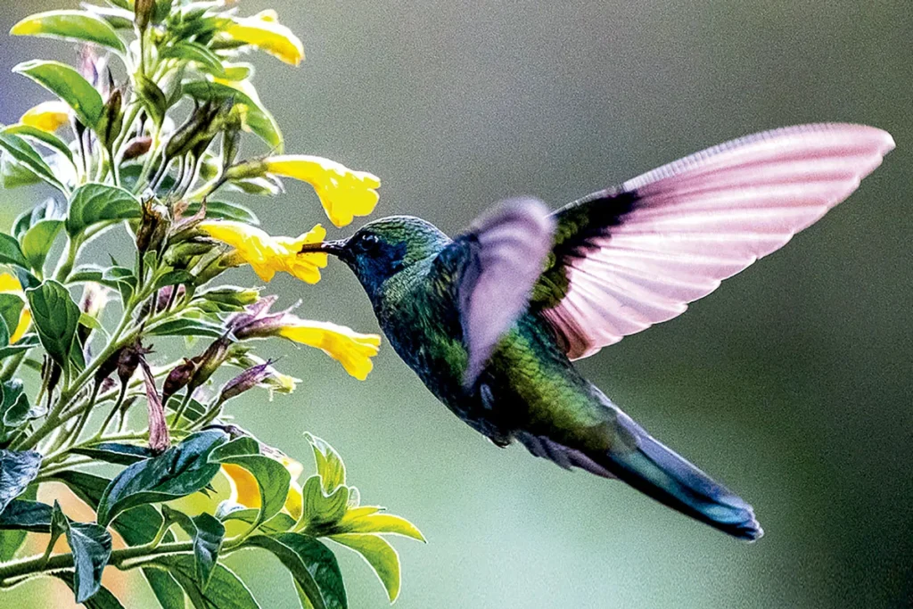 Merenberg, la saga familiar de la conservación ambiental Merenberg