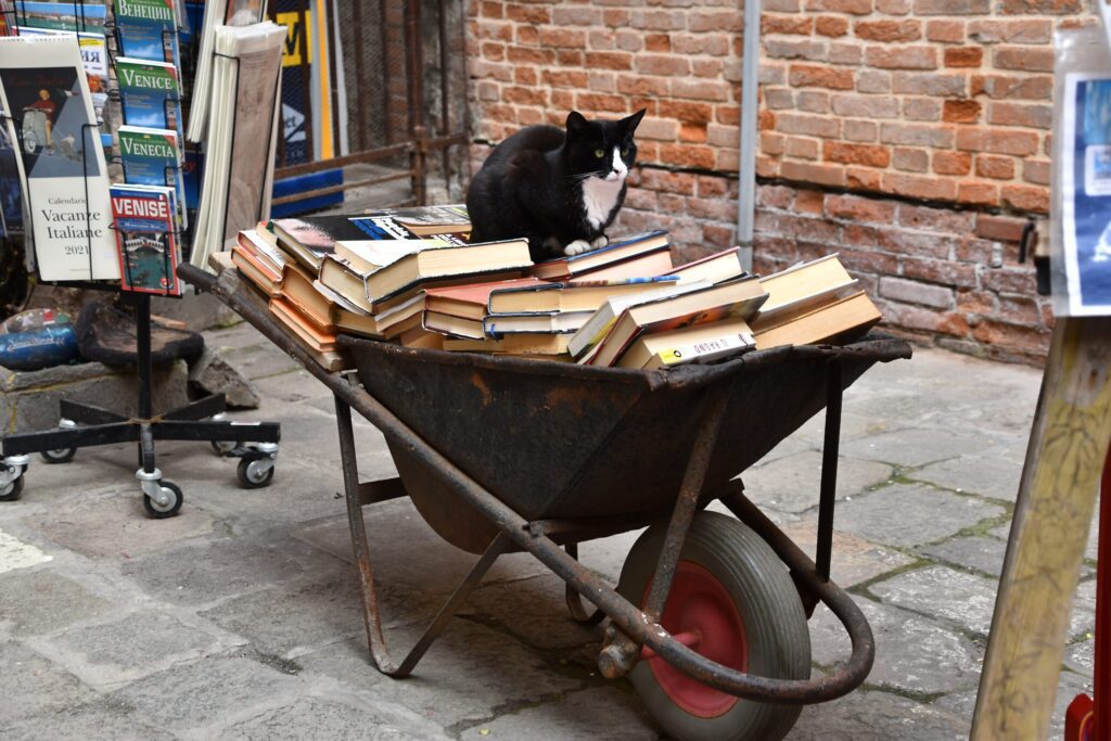 Día internacional del gato: libros y más historias de los felis silvestris catus Gato encima de libros en venecia, gatos,