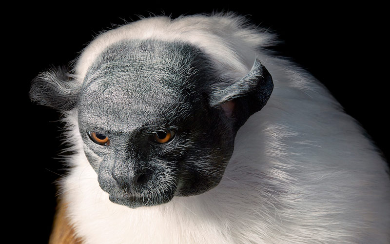 Especies en vía de extinción