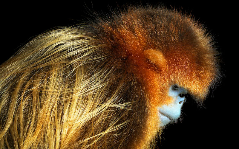 Especies en vía de extinción